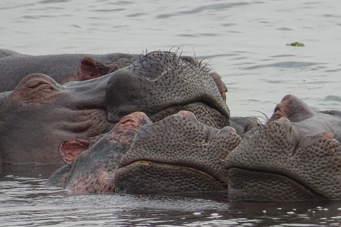 12 Days Memorable Experience tour in Uganda - Murchison Falls and the power of the water