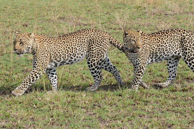 13 Day Uganda Safari with Gorillas, Chimps & Tree climbing lions - What the $5,500 price really covers