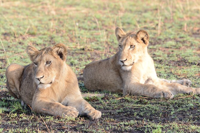 13 Day Uganda Safari with Gorillas, Chimps & Tree climbing lions - Murchison Falls combines open plains and roaring water