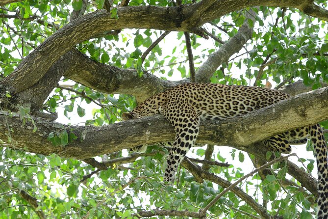 13 Day Uganda Safari with Gorillas, Chimps & Tree climbing lions - Kibale puts chimpanzees at the center