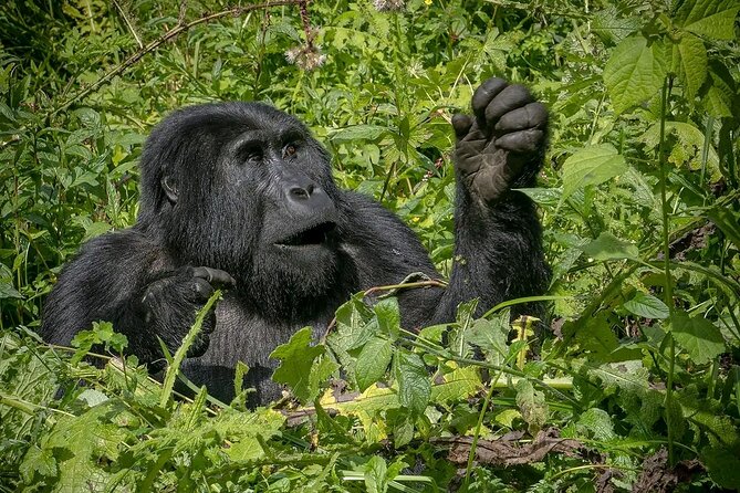 13 Day Uganda Safari with Gorillas, Chimps & Tree climbing lions - Queen Elizabeth offers Uganda’s best mix of wildlife and water