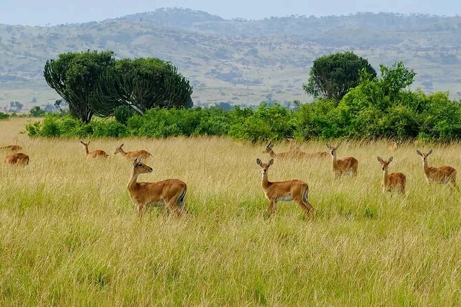 13 Day Uganda Safari with Gorillas, Chimps & Tree climbing lions - Lion tracking and Ishasha’s unusual cats