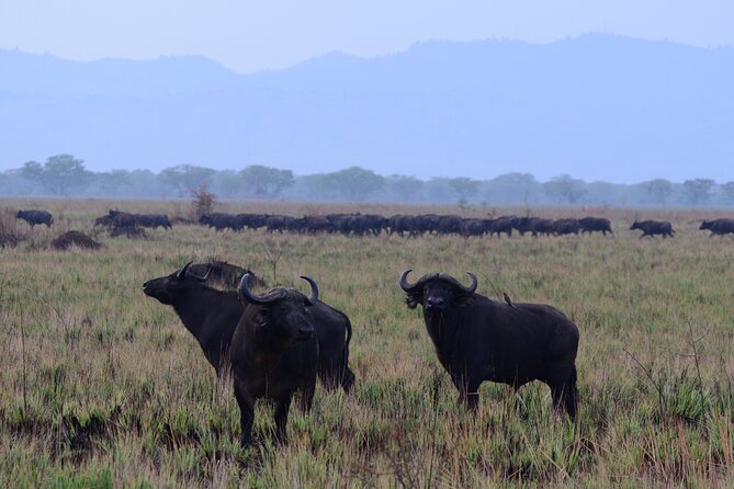 13 Day Uganda Safari with Gorillas, Chimps & Tree climbing lions - Bwindi makes the gorilla permit worthwhile