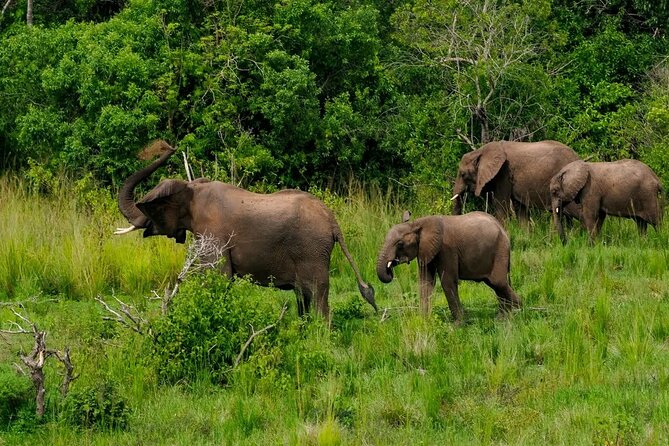13 Day Uganda Safari with Gorillas, Chimps & Tree climbing lions - Lake Bunyonyi gives the route a needed pause