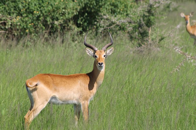 13-Day Wildlife Adventure Trip to the Pearl of Africa - Day 1: A soft landing in Entebbe and Kampala