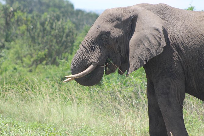 13-Day Wildlife Adventure Trip to the Pearl of Africa - Day 4: A long transfer into Kibale’s tea country