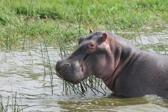 13-Day Wildlife Adventure Trip to the Pearl of Africa - Day 5: A rare full day with Kibale’s chimpanzees