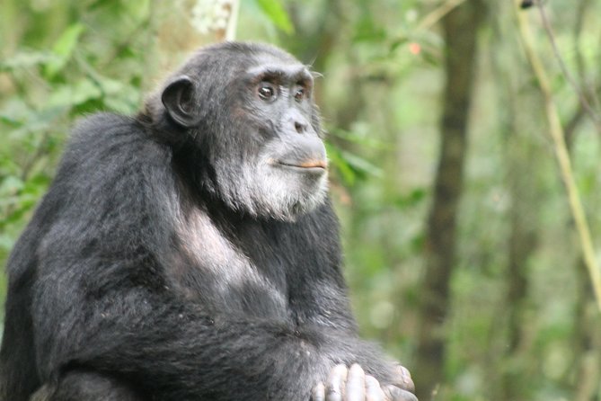 13-Day Wildlife Adventure Trip to the Pearl of Africa - Days 2 and 3: Rhinos, savanna, and the power of Murchison Falls