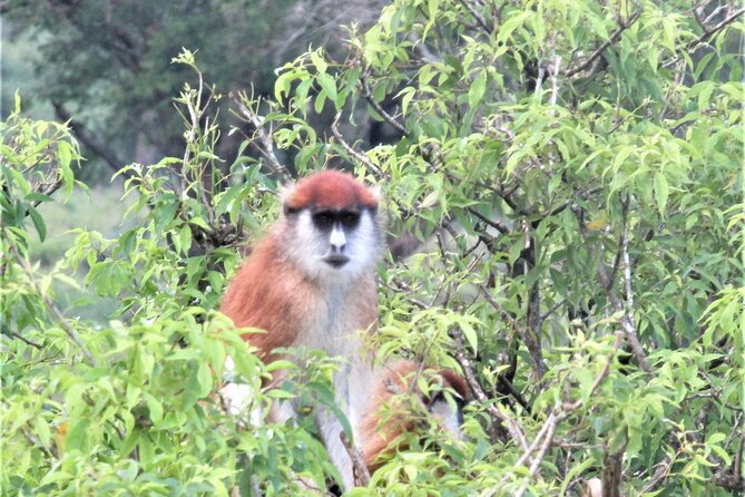 13 Days Private tour to discover Uganda's Best Safari - Day 1: An easy arrival in Entebbe