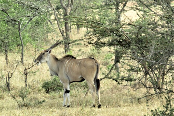 13 Days Private tour to discover Uganda's Best Safari - Day 4: The long transfer from Murchison Falls to Kibale