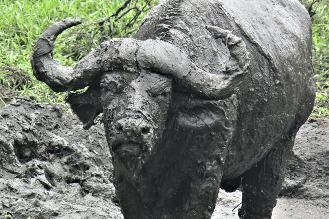 13 Days Private tour to discover Uganda's Best Safari - Day 5: Chimpanzee tracking in Kibale Forest