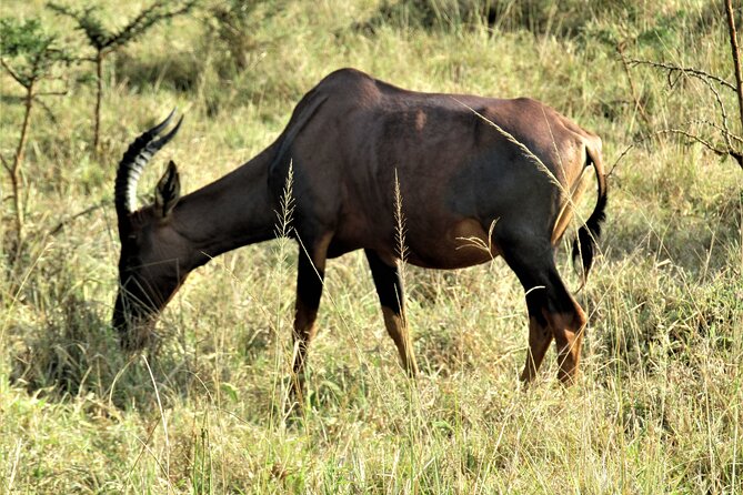 13 Days Private tour to discover Uganda's Best Safari - Day 7: Predators and hippos on the Kazinga Channel