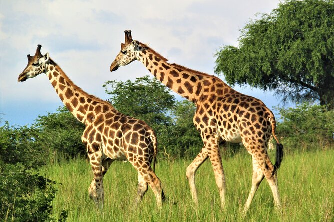 13 Days Private tour to discover Uganda's Best Safari - Days 2 and 3: Rhinos, savanna, and the Nile at Murchison Falls