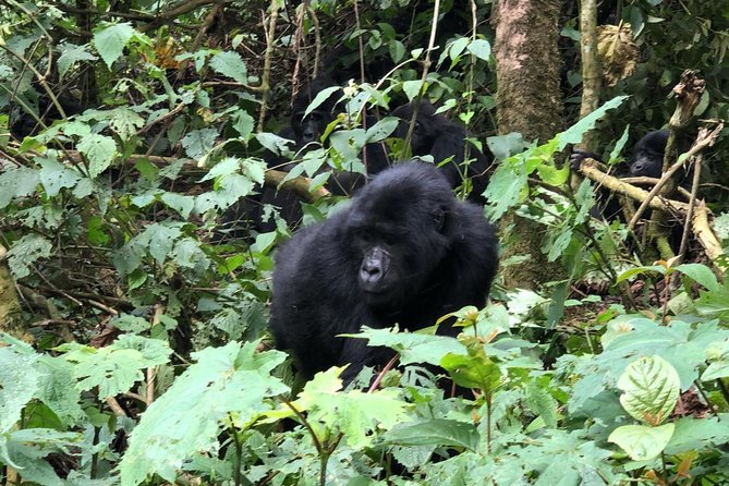 14 Day Pearl of Africa Uganda Classic Wildlife Safari - Day 1: Kampala and the Uganda Museum