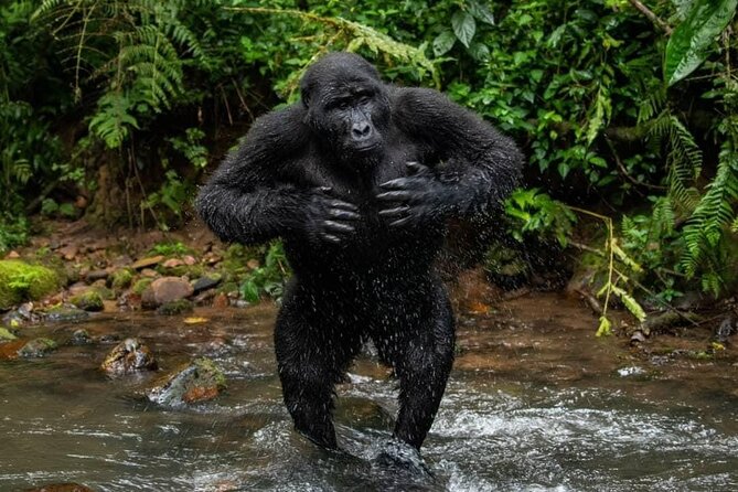 14 Days Uganda Safari Adventure, Gorilla Trekking and WildlifeTour - Why this Uganda route is so ambitious