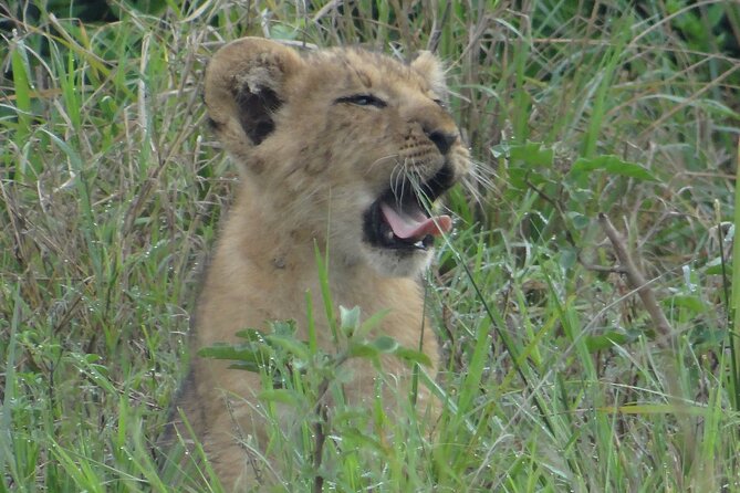 14 Days Uganda Safari Adventure, Gorilla Trekking and WildlifeTour - Days 6 to 8: Queen Elizabeth, Kazinga Channel and Ishasha