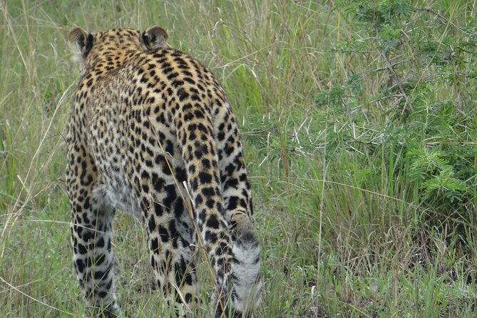 14 Days Uganda Safari Adventure, Gorilla Trekking and WildlifeTour - Days 9 and 10: Echuya, golden monkeys and Lake Mutanda