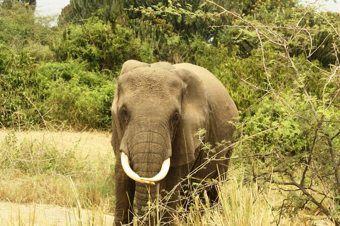 14 Days Uganda Safari Adventure, Gorilla Trekking and WildlifeTour - Days 11 and 12: Gorillas and Lake Bunyonyi
