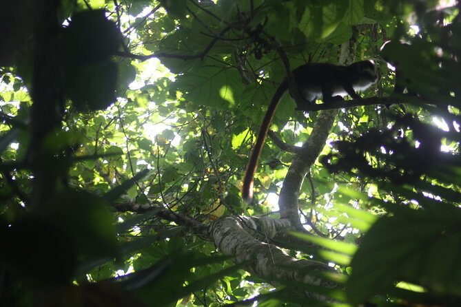 14 Days Uganda Safari Adventure, Gorilla Trekking and WildlifeTour - Days 13 and 14: Lake Mburo and the final shoebill search
