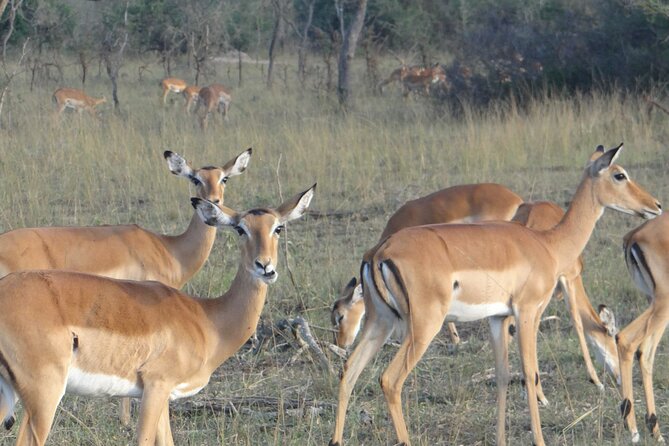 14 Days Uganda Safari Adventure, Gorilla Trekking and WildlifeTour - The private vehicle and guide setup