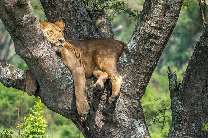 14 Days Uganda Safari Adventure, Gorilla Trekking and WildlifeTour - Days 4 and 5: Tea, chimps and Bigodi Wetland