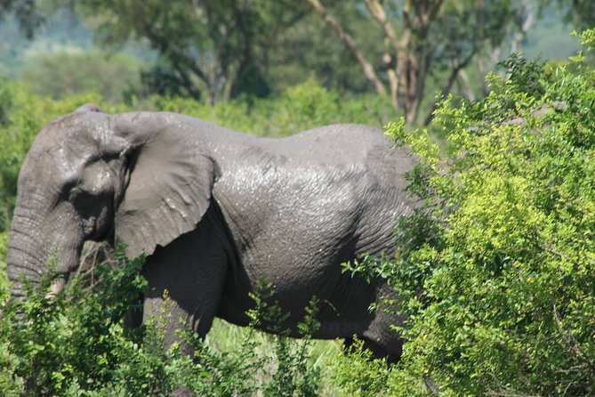 15-Day Gorilla and chimps Trekking, Big 5 and Nature Sighting Safari - What this 15-day Uganda safari is really like