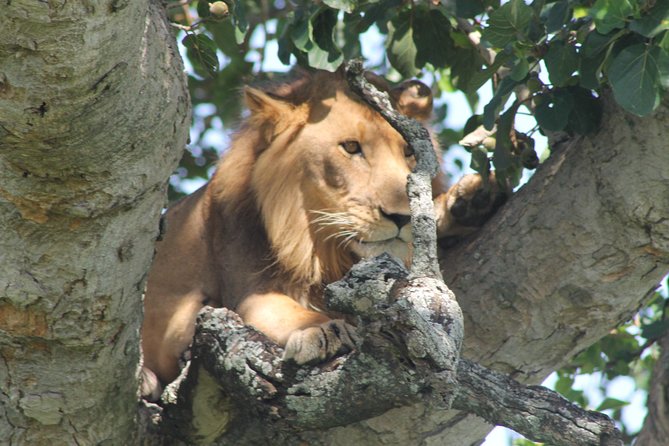 15-Day Gorilla and chimps Trekking, Big 5 and Nature Sighting Safari - Kibale Forest and the three primate days
