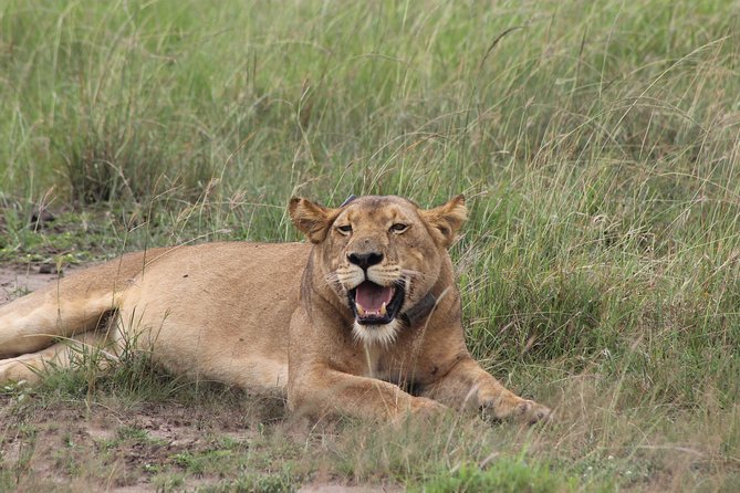 15-Day Gorilla and chimps Trekking, Big 5 and Nature Sighting Safari - Queen Elizabeth National Park by boat and game drive
