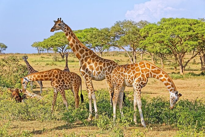 15-Day Gorilla and chimps Trekking, Big 5 and Nature Sighting Safari - Zziwa Rhino Sanctuary and Murchison Falls