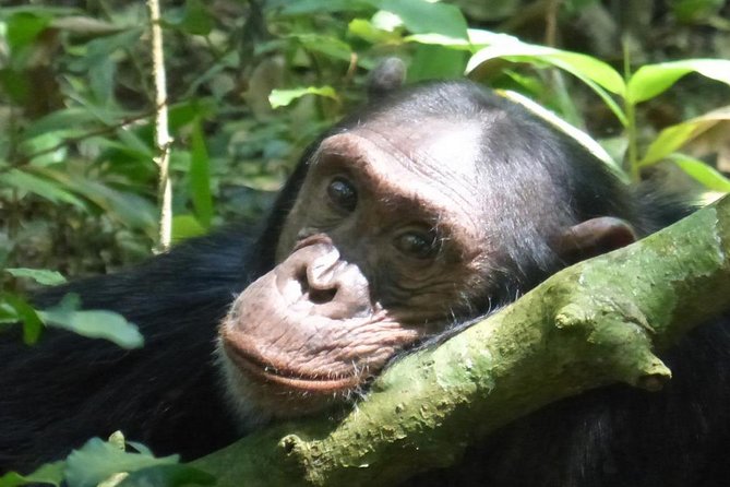 15 Day Gorillas, Chimps and Big 5 Safari Tour - Key points to know before booking