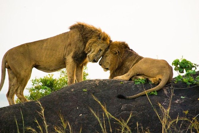 15 Day Gorillas, Chimps and Big 5 Safari Tour - Days 3 and 4: Water, hot springs, and a schedule worth clarifying