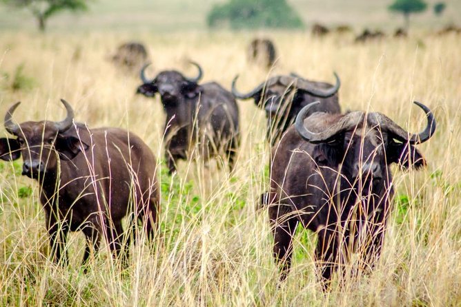 15 Day Gorillas, Chimps and Big 5 Safari Tour - Days 5 and 6: Forest culture and chimpanzees in Kibale