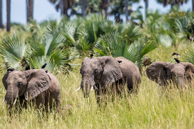 2 Day Guided Murchison Falls And Zziwa Rhino Trekking Safari - Leaving Kampala for Murchison Falls