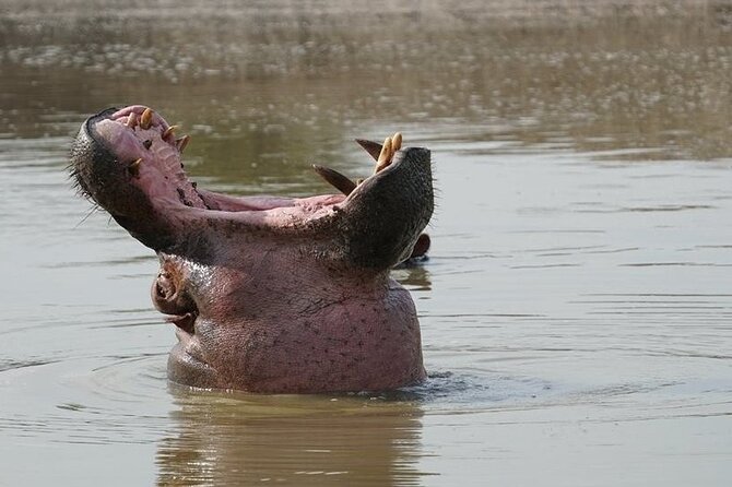 2 Day Guided Murchison Falls And Zziwa Rhino Trekking Safari - Hiking above the 45-meter waterfall