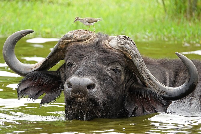 2 Day Guided Murchison Falls And Zziwa Rhino Trekking Safari - What the price means at $1,250