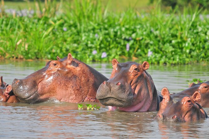 2 Day Guided Murchison Falls And Zziwa Rhino Trekking Safari - Who should book this safari