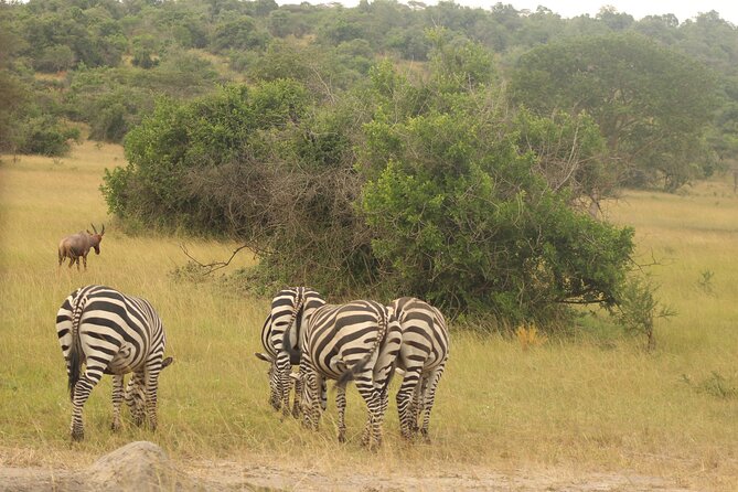 2 Day Lake Mburo National park wildlife Safari - The Lake Mburo boat cruise