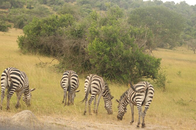 2 Day Lake Mburo National park wildlife Safari - The first game drive and lodge night