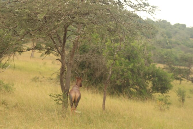 2 Day Lake Mburo National park wildlife Safari - The early morning safari on day two