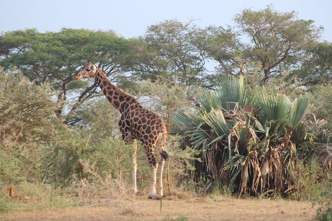 2 Day Lake Mburo National park wildlife Safari - The return to Kampala