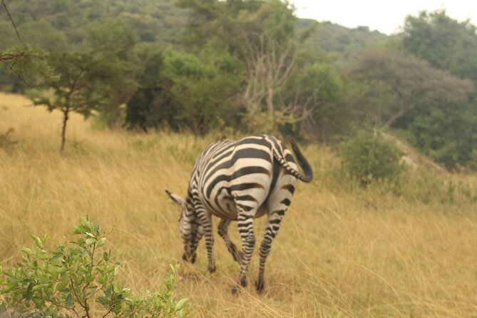 2 Day Lake Mburo National park wildlife Safari - What the $590 price really covers
