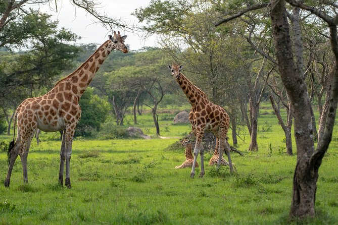 2-Day Wildlife Safari in Lake Mburo National Park - A Nature Walk Among Zebra and Impala