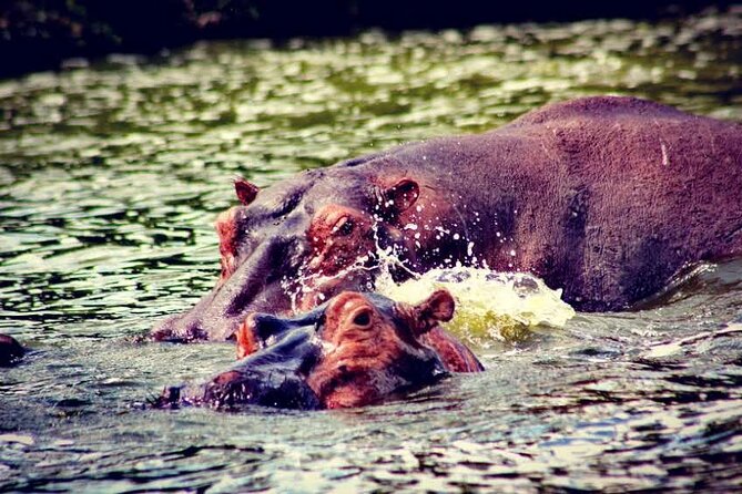 2-Day Wildlife Safari in Lake Mburo National Park - The Equator Stop on Masaka Road