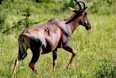2-Day Wildlife Safari in Lake Mburo National Park