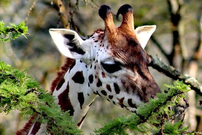 2-Day Wildlife Safari in Lake Mburo National Park - Choosing Between a Bike and a Safari Vehicle