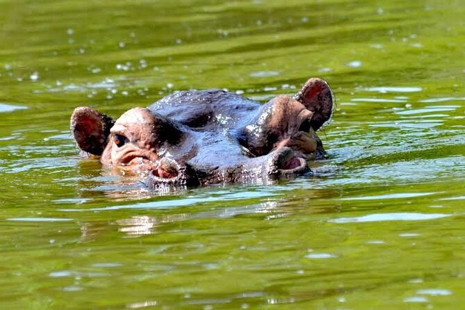 2-Day Wildlife Safari in Lake Mburo National Park - Meals, Accommodation, and What the Price Covers