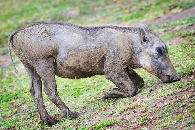 2-Day Wildlife Safari in Lake Mburo National Park - What the Service Seems to Get Right