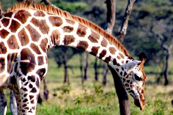 2-Day Wildlife Safari in Lake Mburo National Park - Who Should Book This Lake Mburo Safari