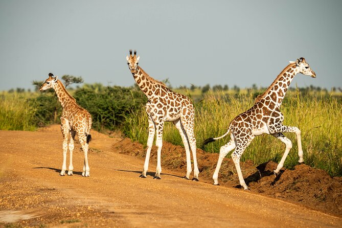 2 Days Budget Safari to Murchison Falls National Park - Key points to know before booking