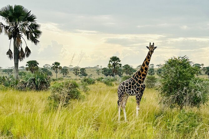 2 Days Budget Safari to Murchison Falls National Park - Seeing the Nile squeezed through an 8-meter gorge